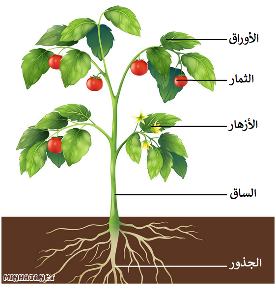 أجزاء النبات الرئيسة